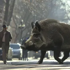 Przybysz z lasu w mieście. Radzi ekspert, jak się zachować